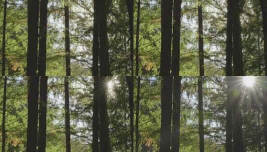 国家植物园 樱桃沟 水杉林 林间阳光 森林高清在线视频素材下载