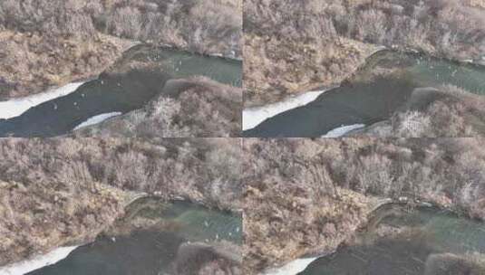 大兴安岭初春风雪湿地河流候鸟高清在线视频素材下载