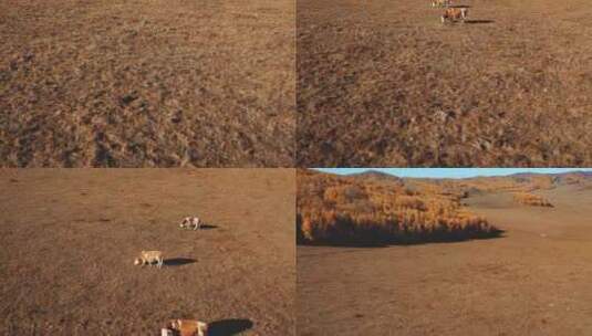 航拍乌兰布统草原上吃草的牛群高清在线视频素材下载