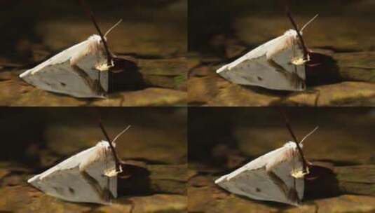 秋天池塘小溪白色飞蛾蝴蝶高清在线视频素材下载