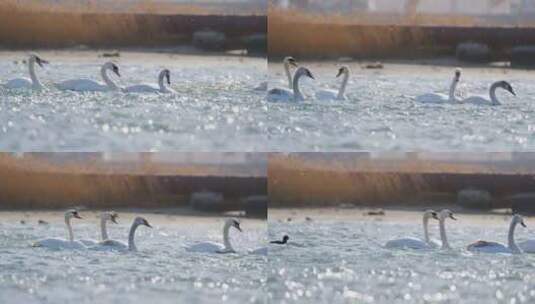 天鹅湖里的白天鹅活动高清在线视频素材下载