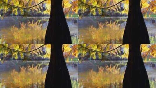 秋天南京燕雀湖落羽杉水杉林金黄色水中倒影高清在线视频素材下载