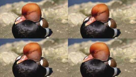 在砂石上打盹的赤嘴潜鸭高清在线视频素材下载
