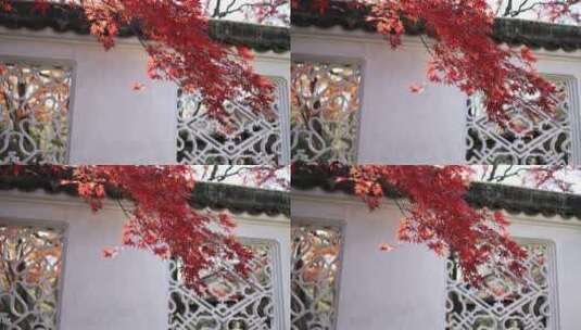 苏州园林拙政园 红枫映衬着亭台楼阁古建筑高清在线视频素材下载
