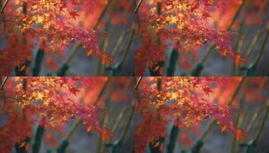 秋天的色彩高清在线视频素材下载