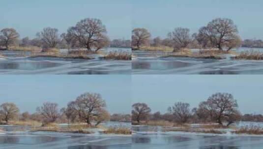 湿地沈阳辽河七星草原冬季枯树芦苇蒲草高清在线视频素材下载