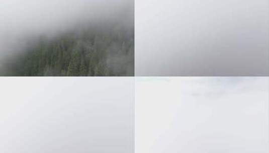 穿过迷雾的森林高清在线视频素材下载