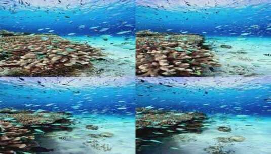 海底的珊瑚和鱼群高清在线视频素材下载
