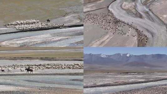 航拍青海高原上的牧民与羊群高清在线视频素材下载