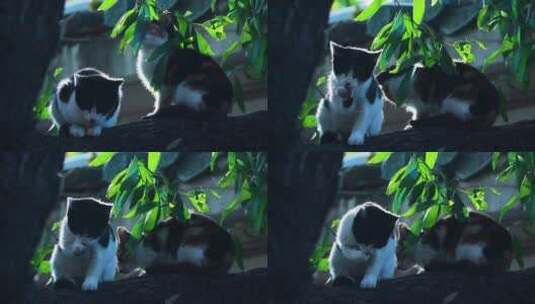 树上的两只小猫 小花猫洗脸 树叶高清在线视频素材下载