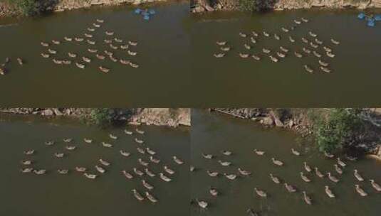 鸭子 一群鸭子在  家养鸭子 一群鸭子在游泳高清在线视频素材下载