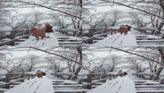 情侣在路过白雪皑皑的木桥高清在线视频素材下载