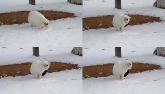 冬季流浪猫白猫在户外看水滴落下高清在线视频素材下载