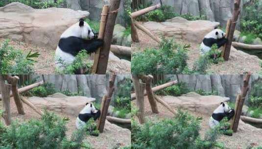 动物园大熊猫玩耍高清在线视频素材下载