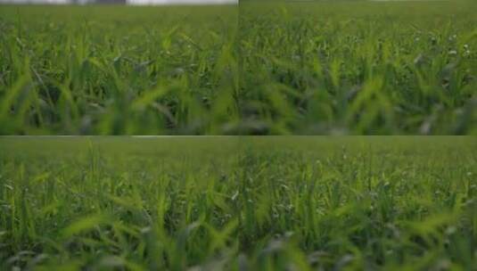 绿色冬小麦高清在线视频素材下载