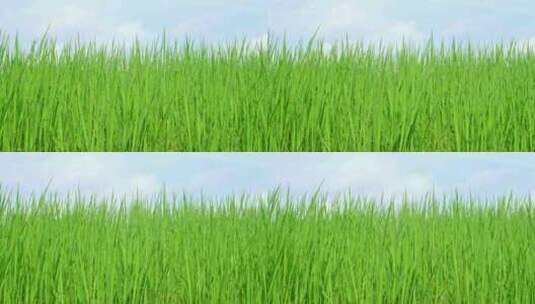 绿色的稻田在蓝天白云吹动高清在线视频素材下载