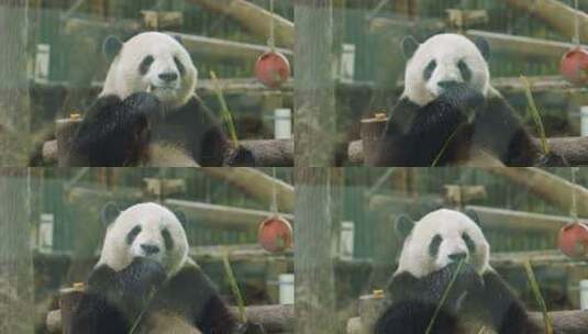 国宝大熊猫吃竹子特写视频高清在线视频素材下载