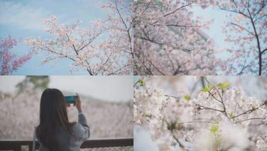 【多镜头】看樱花的游客人流高清在线视频素材下载