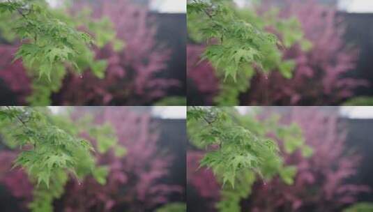 雨中的枫叶高清在线视频素材下载
