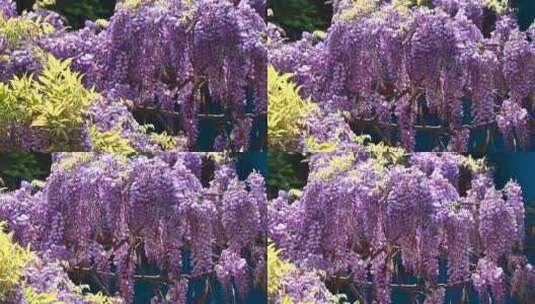 春风吹拂紫藤花高清在线视频素材下载