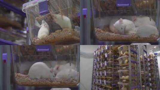 实验室笼养活体小白鼠高清在线视频素材下载