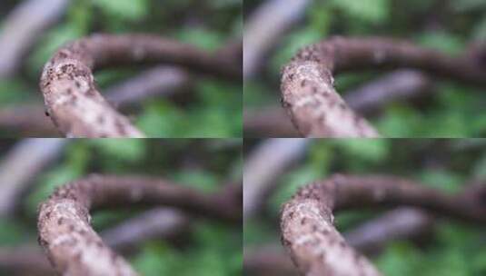 微距树枝上的蚂蚁高清在线视频素材下载