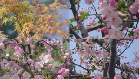 春天秋天微风吹动枫树叶樱花花朵小清新唯美高清在线视频素材下载