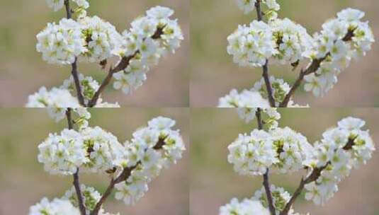 春天阳光下盛开的白色梨花蜜蜂采蜜高清在线视频素材下载