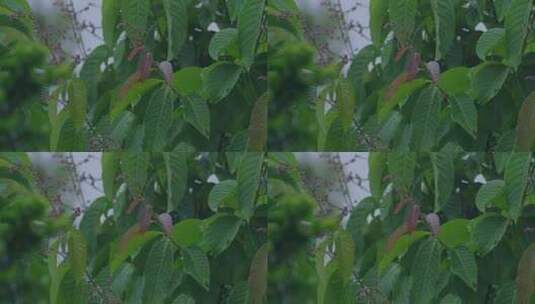 雨天植物叶子水滴高清在线视频素材下载