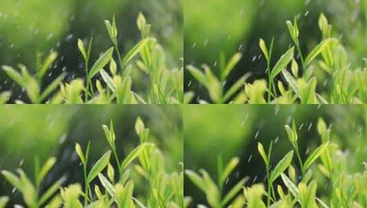 茶叶广告宣传 清明谷雨 茶叶嫩芽特写高清在线视频素材下载