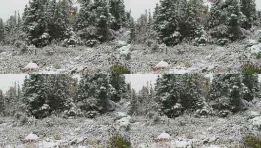 特写落满积雪的树枝雪花特写雾凇高清在线视频素材下载