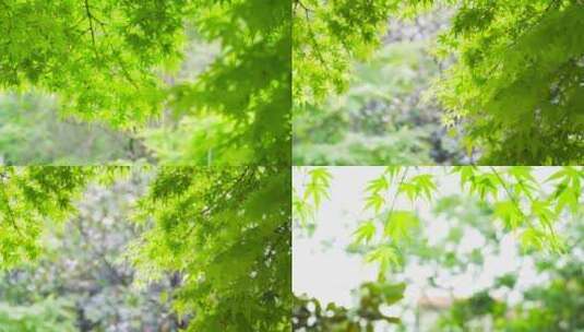 唯美夏日风景绿色枫树叶4K实拍高清在线视频素材下载
