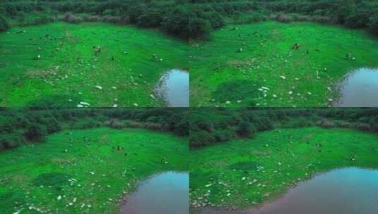 4K实拍草地牛羊放牧自然风光高清在线视频素材下载