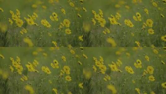 风中的花高清在线视频素材下载