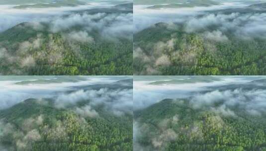 航拍云雾缭绕的绿色松林高清在线视频素材下载