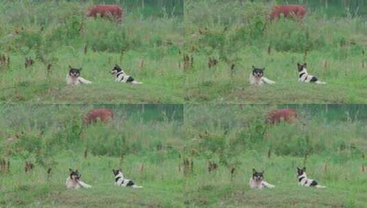 牧牛场双犬憩影：田园犬与草地的和谐乐章高清在线视频素材下载