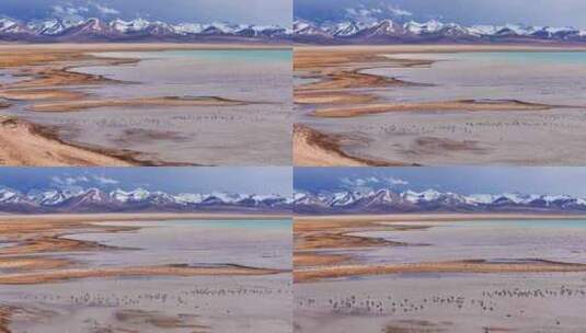 中国西藏拉萨纳木错海鸥飞鸟生态环境高清在线视频素材下载