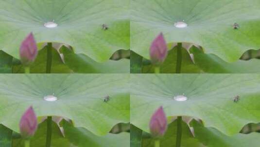 莲上舞者：雨后苍蝇在莲花花瓣上爬行高清在线视频素材下载