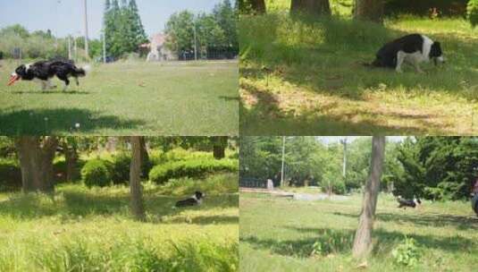 户外公园草地上奔跑的宠物狗高清在线视频素材下载