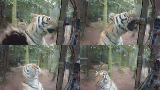 野生动物园老虎高清在线视频素材下载