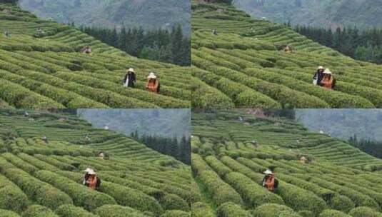 茶园采茶高清在线视频素材下载