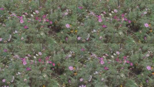 格桑花鲜花花朵植物实拍高清在线视频素材下载