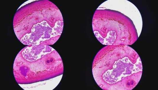 微生物切片高清在线视频素材下载
