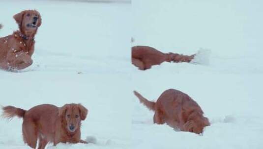 狗，金毛猎犬，玩耍，雪高清在线视频素材下载