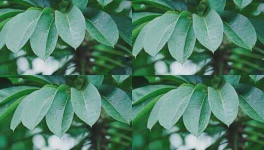 下雨天树叶上的雨水雨滴水珠，慢镜头高清在线视频素材下载