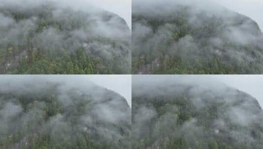 无人机航拍西藏林芝秋天高山林海云雾景观高清在线视频素材下载