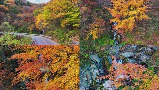 神农架秋天红叶神农顶小溪流风景高清在线视频素材下载