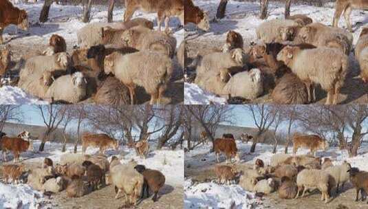 冬天过冬雪地里的羊群牛群 阿勒泰羊高清在线视频素材下载