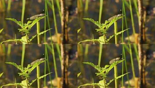 蜻蜓  甲虫  昆虫高清在线视频素材下载