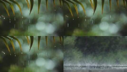 雨水雨滴下雨天气植物花草高清在线视频素材下载